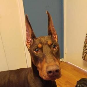 Meet your Posher, Linda